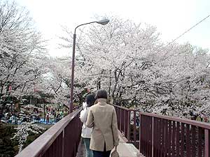 高嶋城 桜