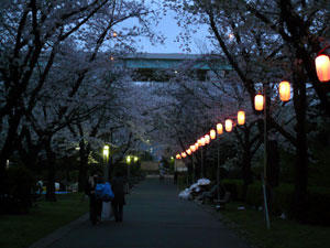 夜桜