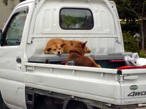 走ってる車の二台でくつろぐ犬